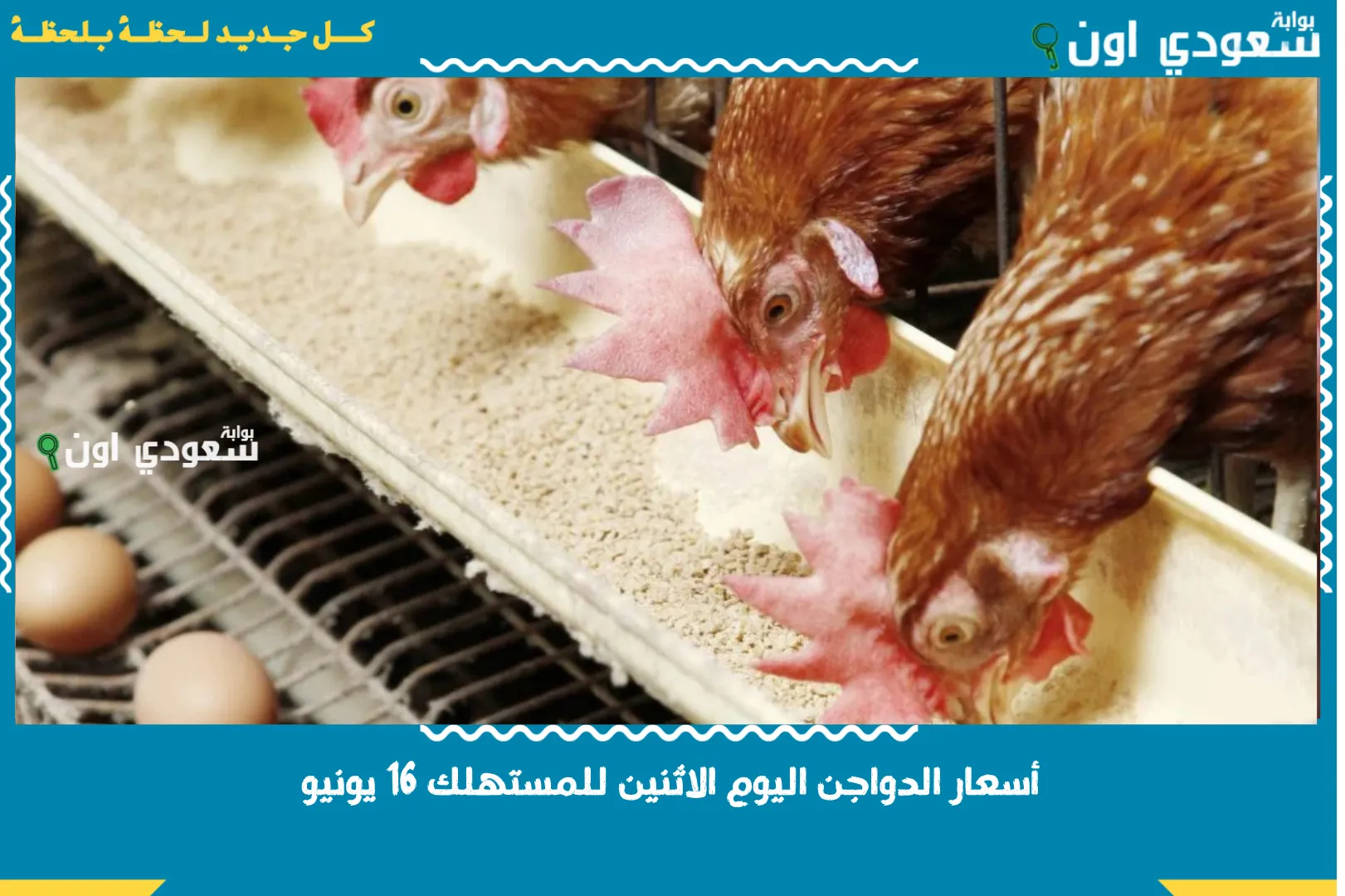 أسعار الدواجن اليوم الاثنين للمستهلك 16 يونيو